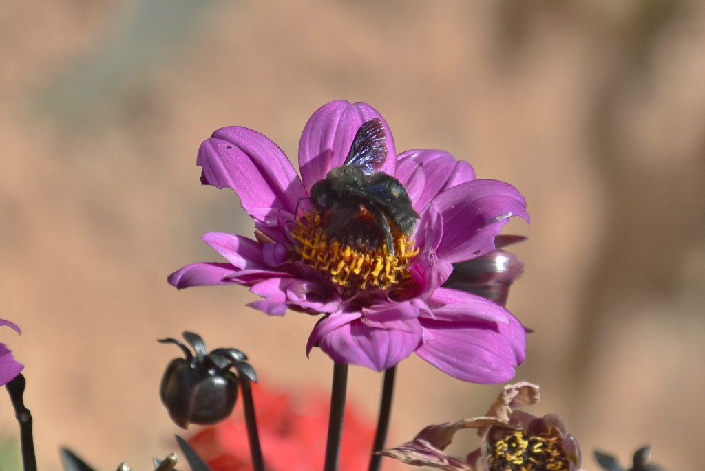 Foto: Bichito - Madriguera (Segovia), España