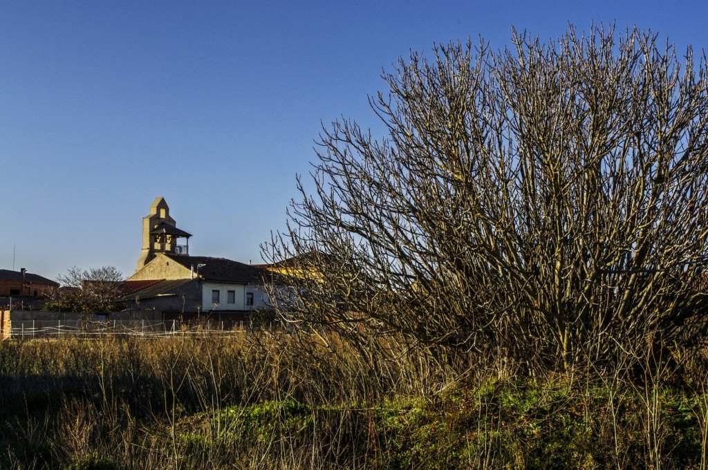 Foto: la torre y La vieja higuera - Zuares del Páramo (León), España