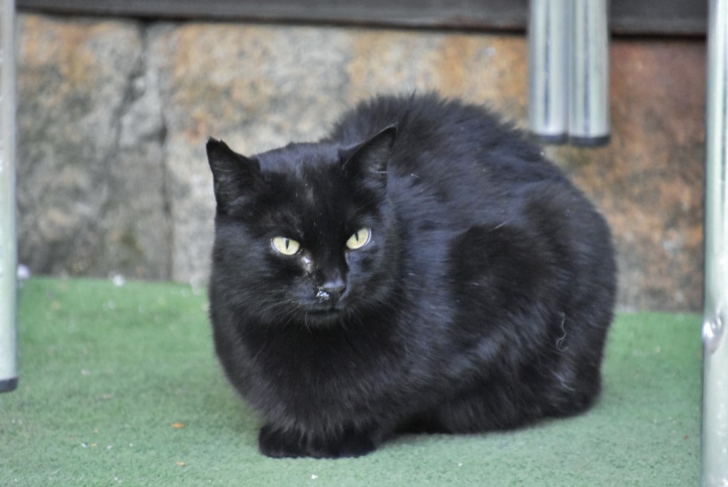 Foto: Gatito - Segovia (Castilla y León), España