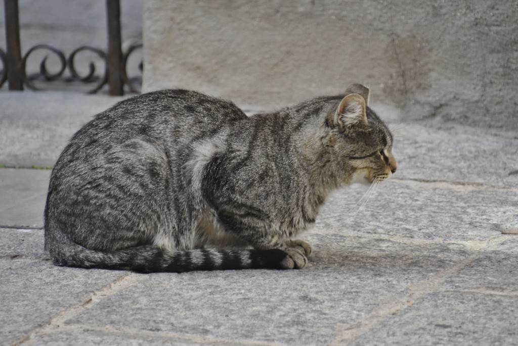 Foto: Gatito - Segovia (Castilla y León), España