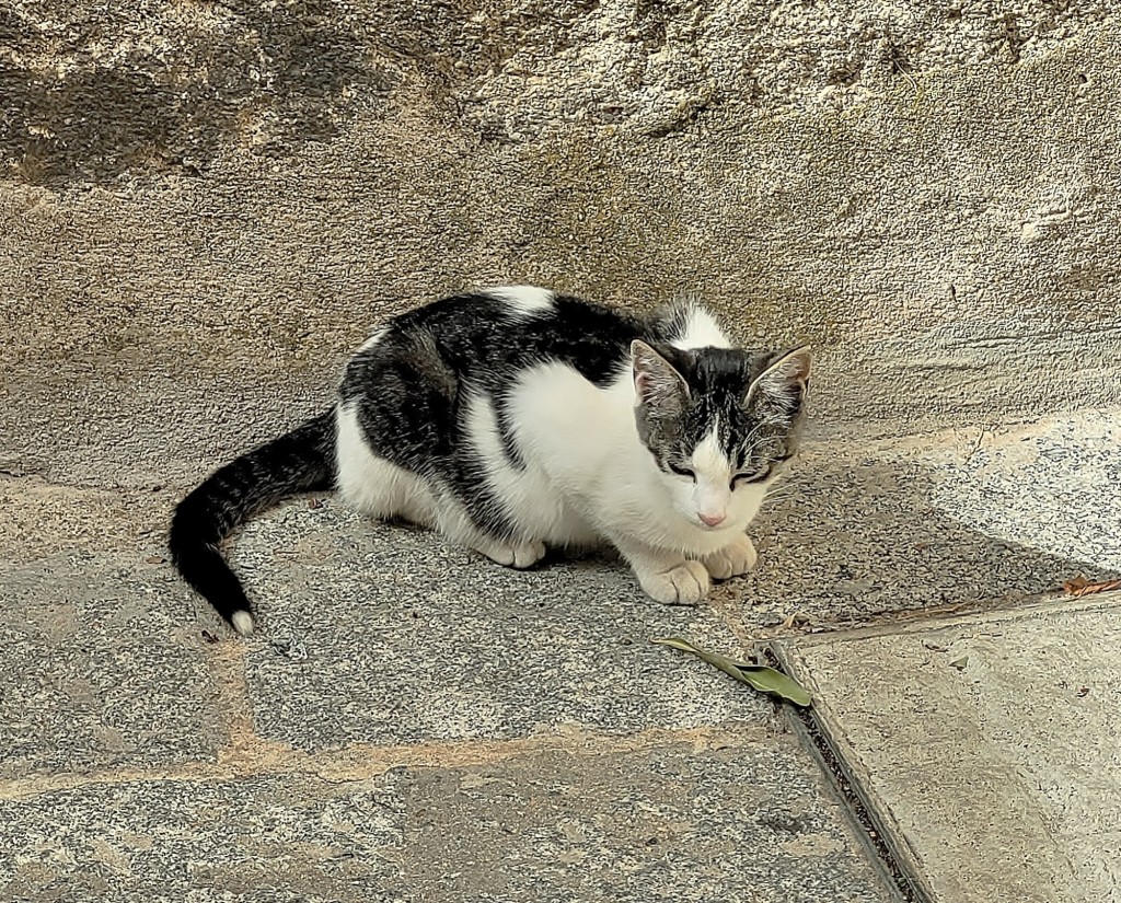 Foto: Gatito - Segovia (Castilla y León), España