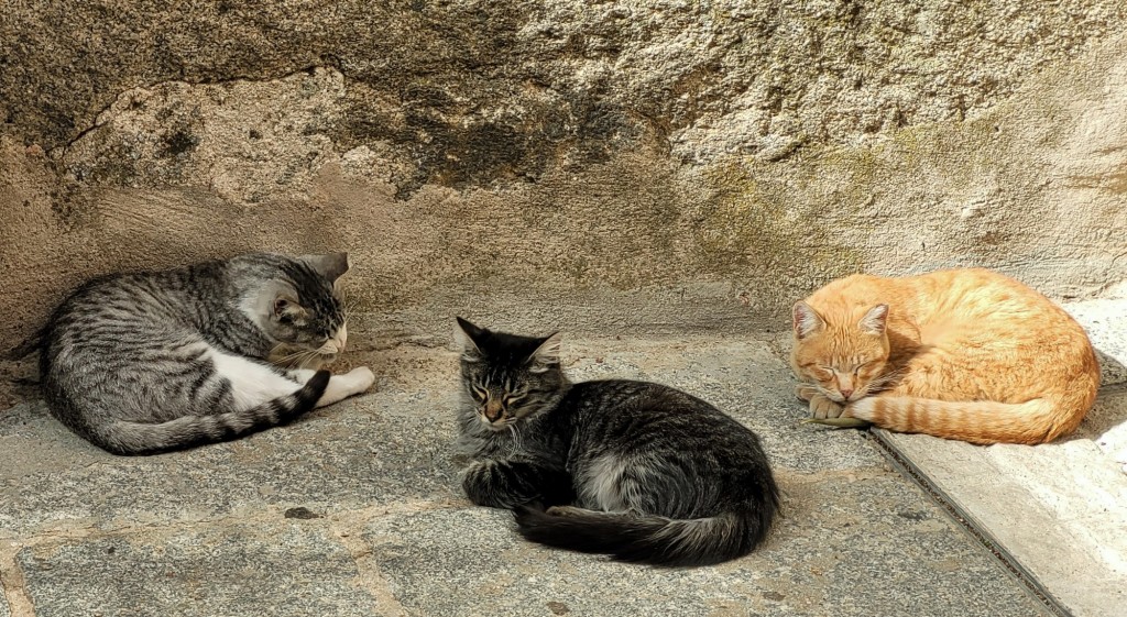 Foto: Gatito - Segovia (Castilla y León), España