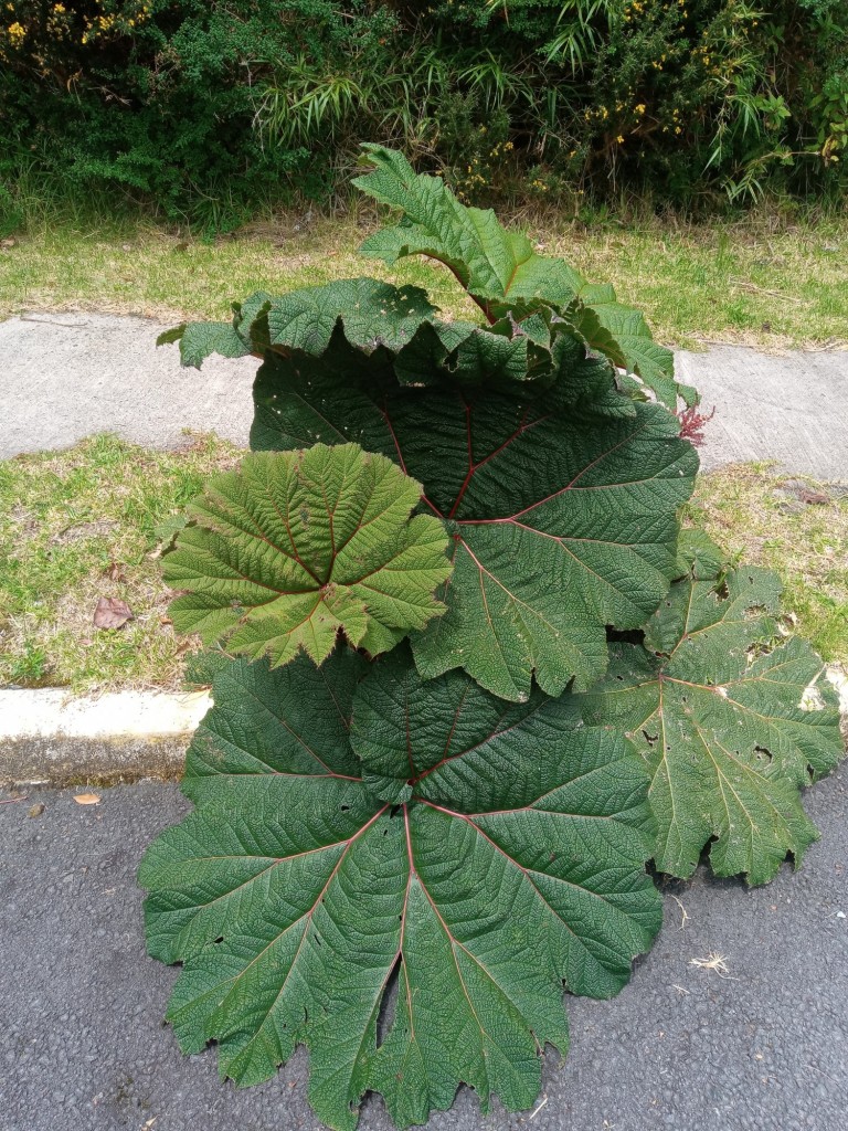 Foto de Parque Natural de Poás, Costa Rica