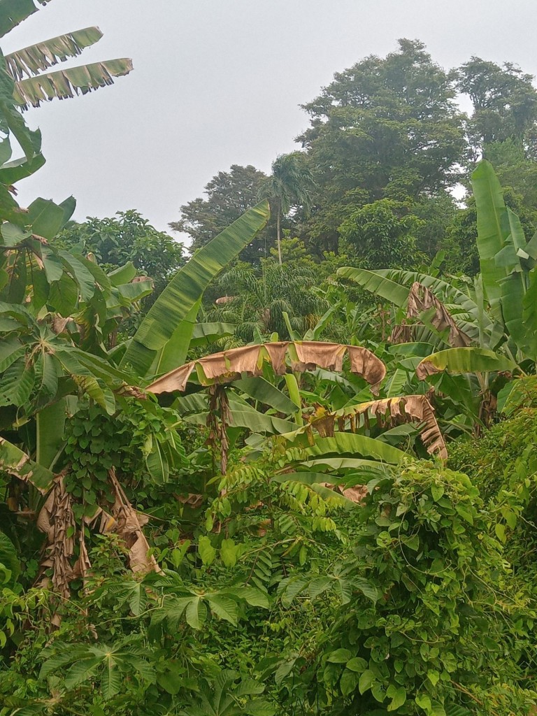 Foto de Valle de la Estrella (Limón), Costa Rica