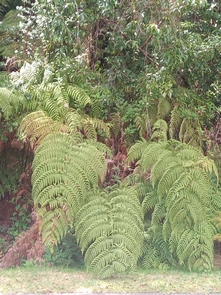 Foto de Parque Natural de Poás, Costa Rica