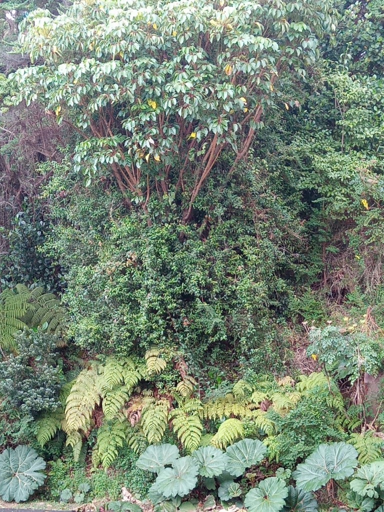 Foto de Parque Natural de Poás, Costa Rica