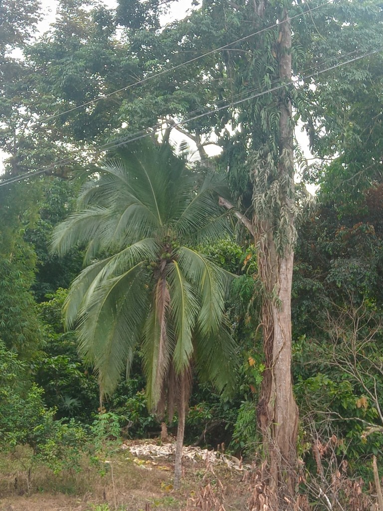 Foto de Valle de la Estrella (Limón), Costa Rica