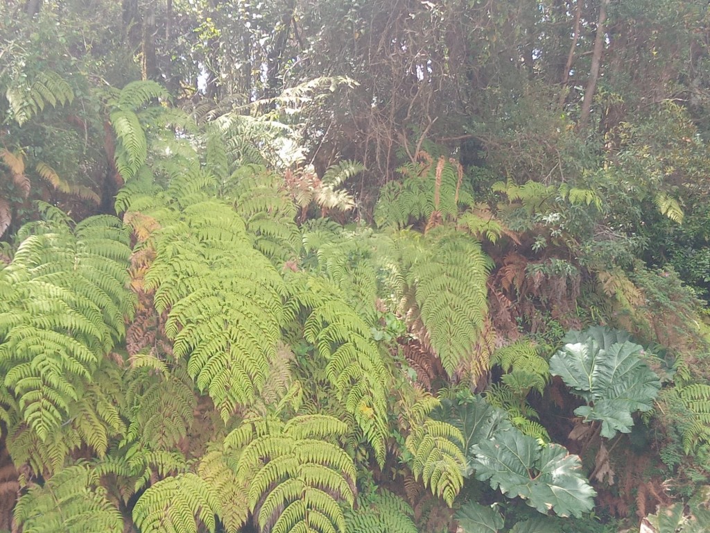 Foto de Parque Natural de Poás, Costa Rica