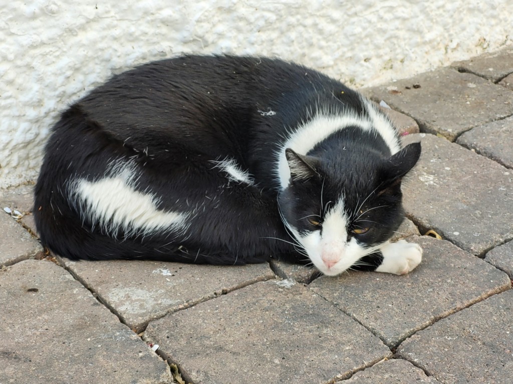 Foto: Gatito - Mojácar (Almería), España
