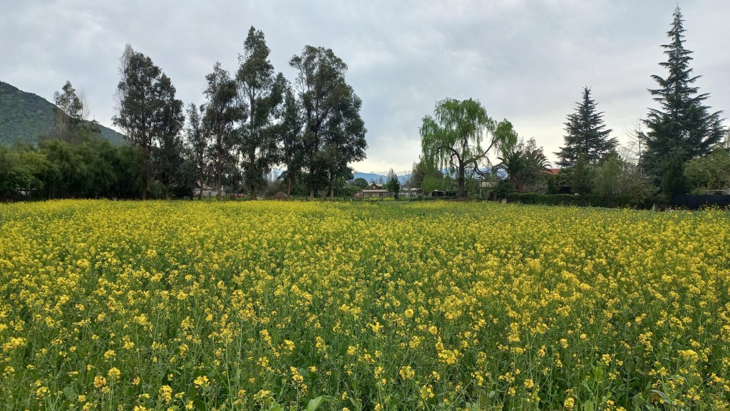 Foto: Flores en primavera - Lo Miranda (Libertador General Bernardo OʼHiggins), Chile