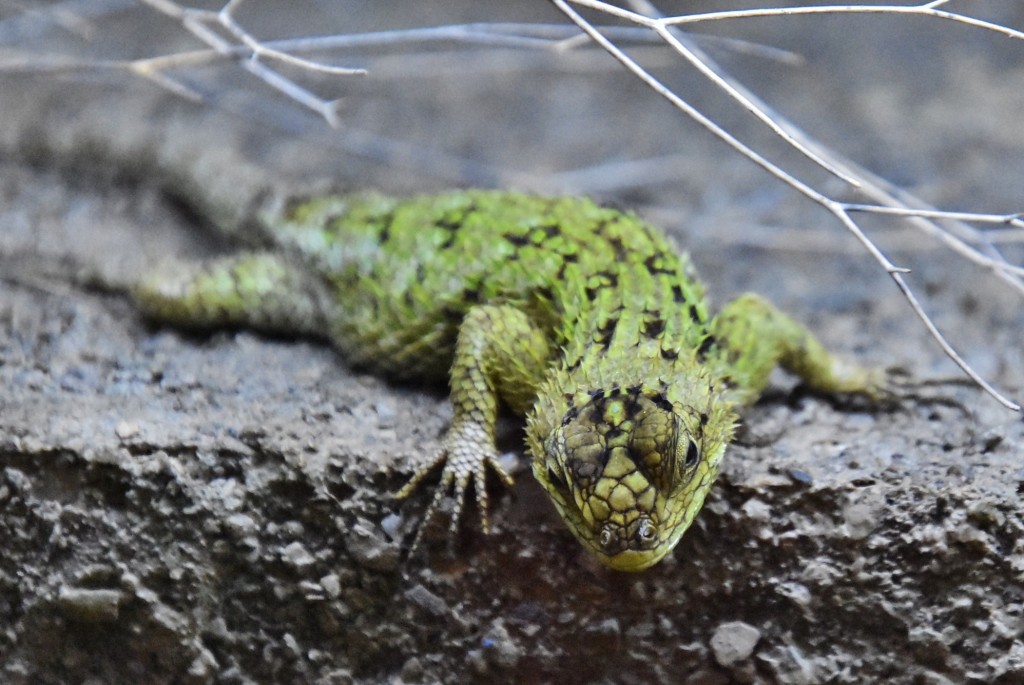 Foto: Oasys Minihollywood - Tabernas (Almería), España