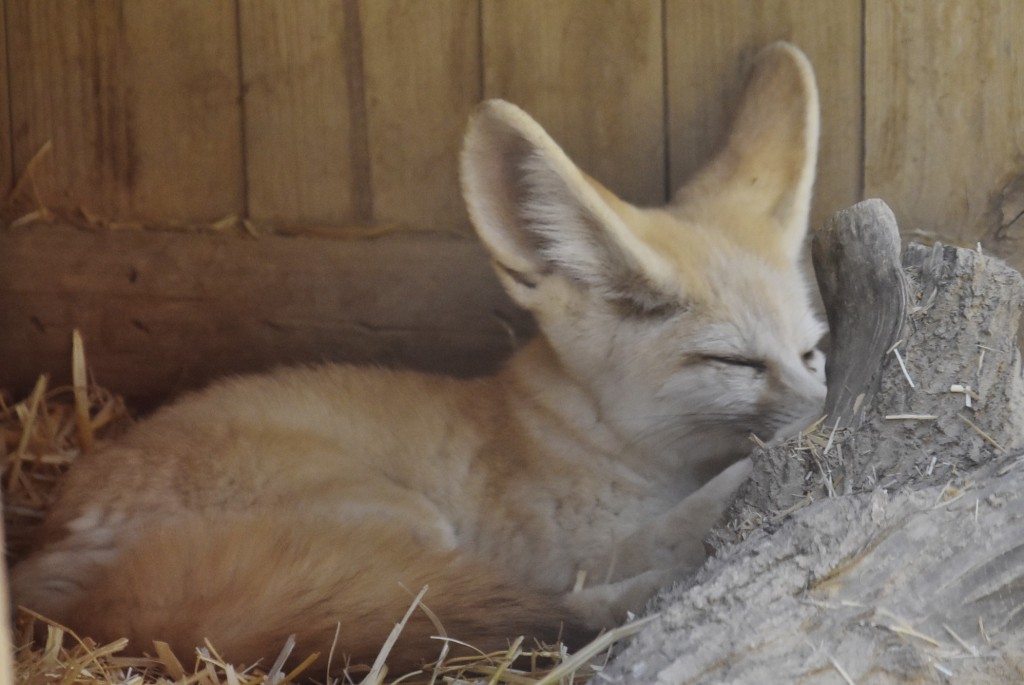 Foto: Oasys Minihollywood - Tabernas (Almería), España