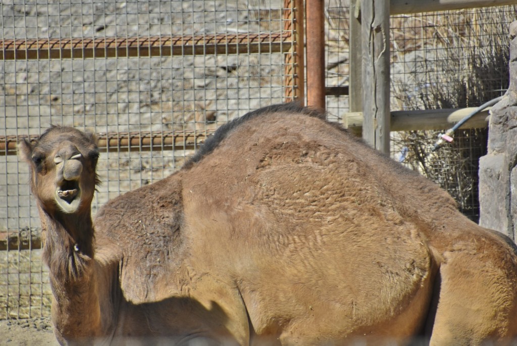 Foto: Oasys Minihollywood - Tabernas (Almería), España