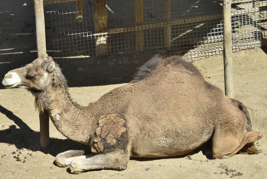 Foto: Oasys Minihollywood - Tabernas (Almería), España