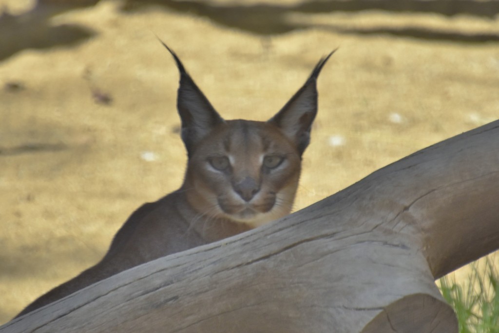 Foto: Oasys Minihollywood - Tabernas (Almería), España