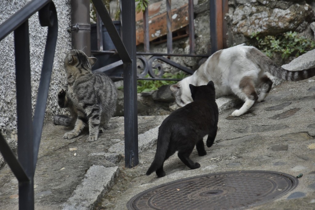 Foto: Gatitos - Guisando (Ávila), España