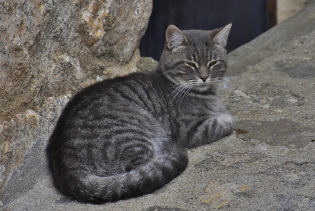 Foto: Gatito - Guisando (Ávila), España