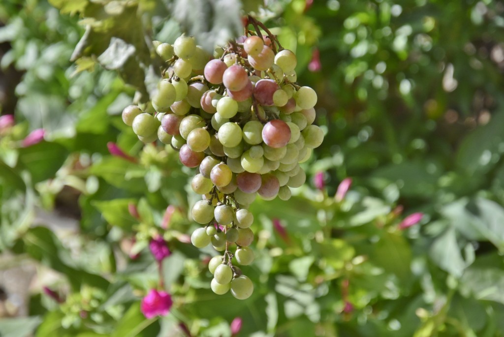 Foto: Centro histórico - Medinaceli (Soria), España