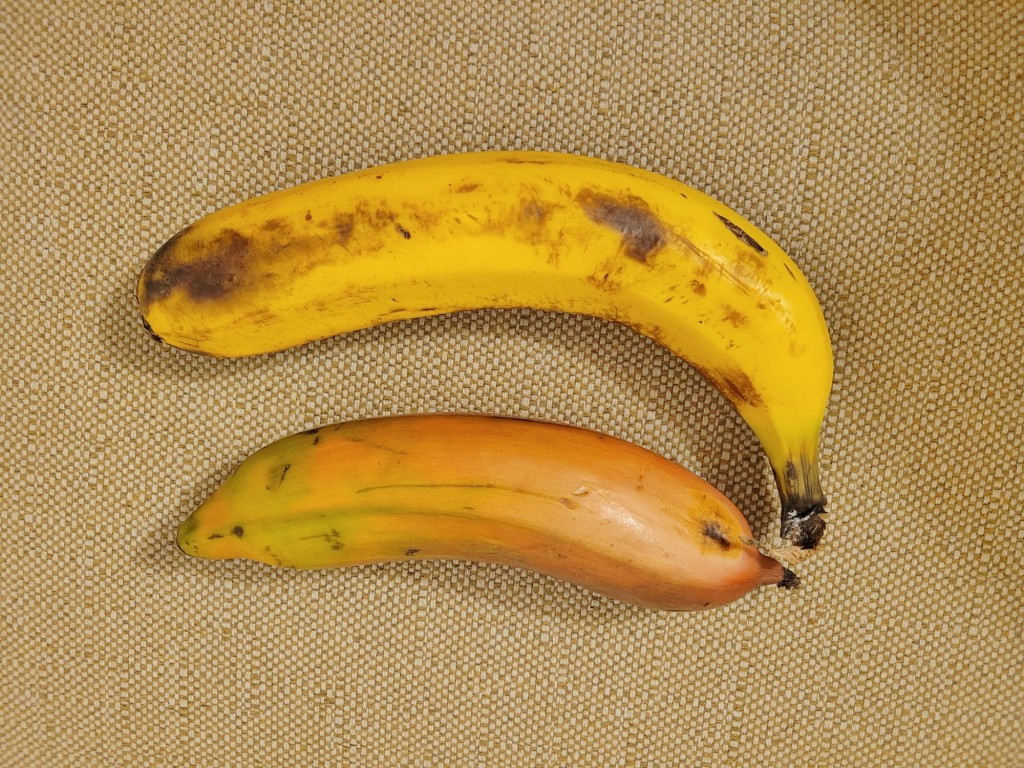 Foto: Dos clases de plátanos - Valverde (El Hierro) (Santa Cruz de Tenerife), España