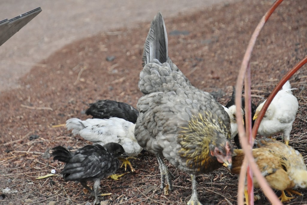 Foto: Parque etnográfico - Güímar (Santa Cruz de Tenerife), España