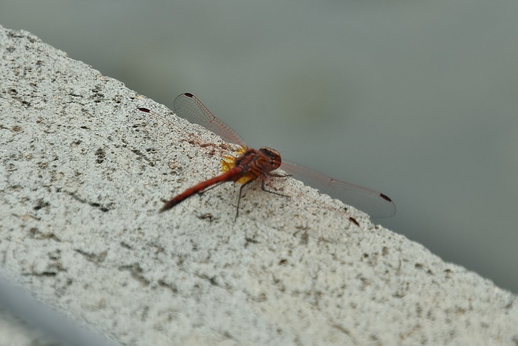 Foto: Bichito - Güímar (Santa Cruz de Tenerife), España