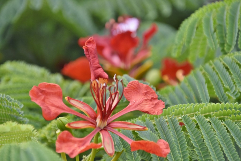 Foto: Flor - Güímar (Santa Cruz de Tenerife), España