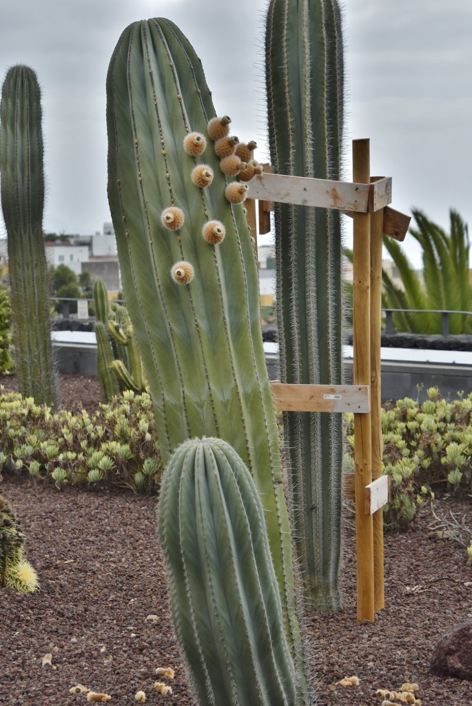 Foto: Parque etnográfico - Güímar (Santa Cruz de Tenerife), España