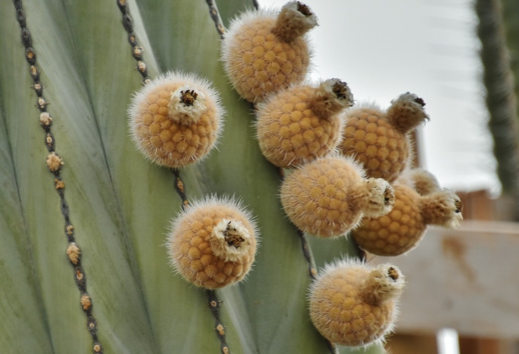 Foto: Parque etnográfico - Güímar (Santa Cruz de Tenerife), España