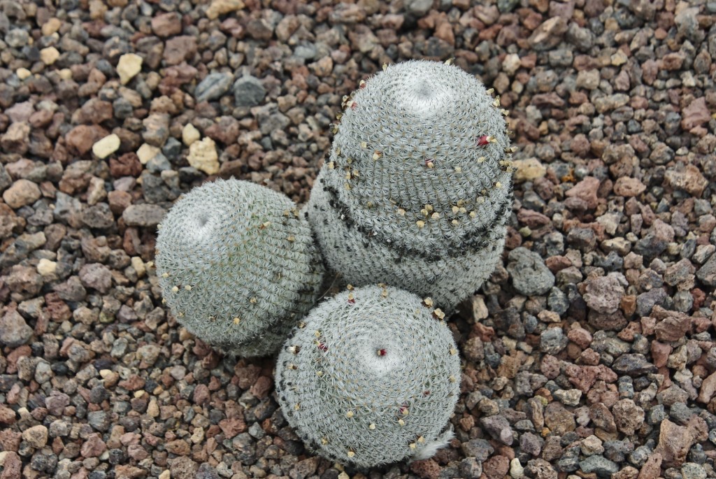 Foto: Parque etnográfico - Güímar (Santa Cruz de Tenerife), España