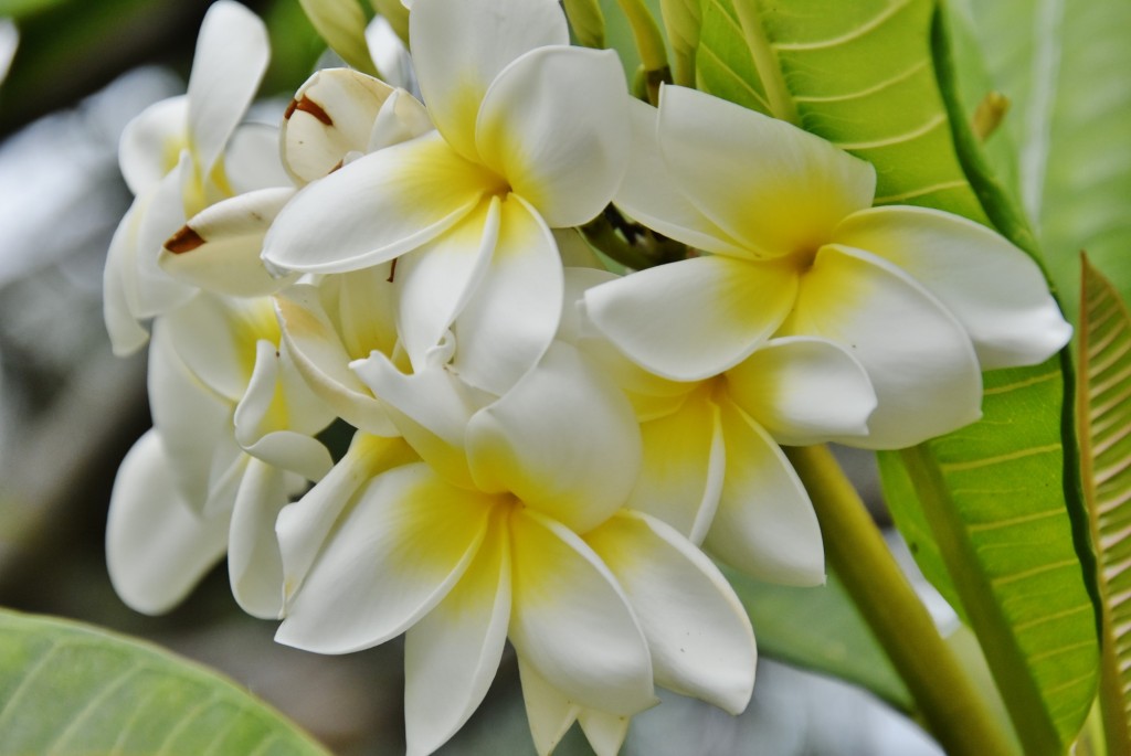 Foto: Flor - Güímar (Santa Cruz de Tenerife), España