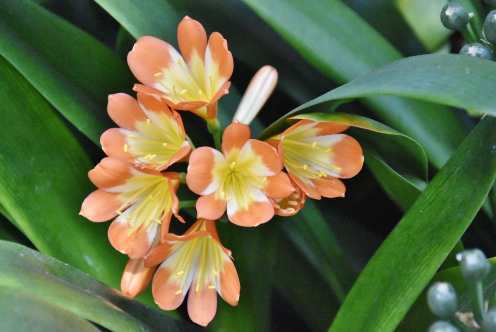 Foto: Jardín botánico - Puerto de la Cruz (Santa Cruz de Tenerife), España