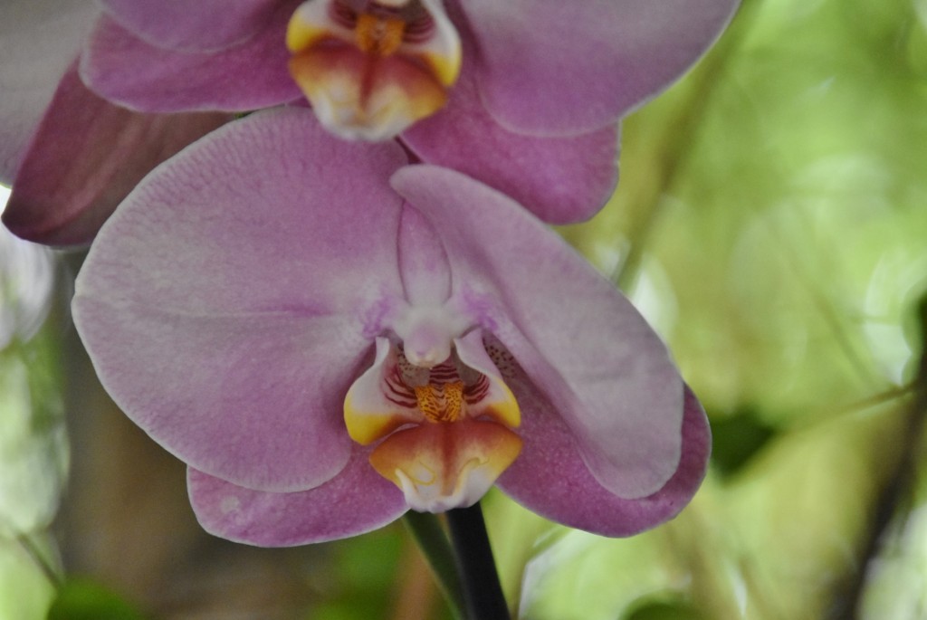 Foto: Jardín Sitio Litre - Puerto de la Cruz (Santa Cruz de Tenerife), España