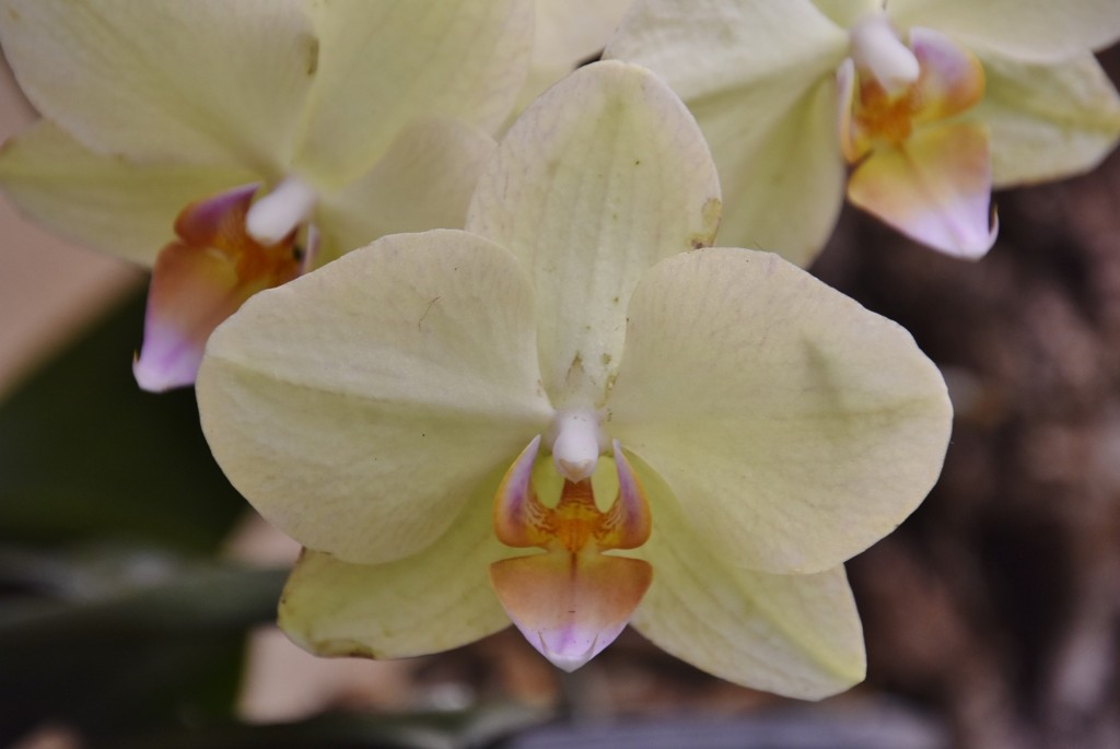 Foto: Jardín Sitio Litre - Puerto de la Cruz (Santa Cruz de Tenerife), España