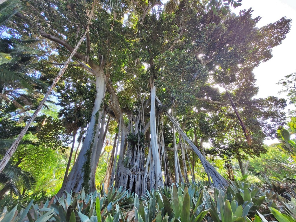 Foto: Jardín botánico - Puerto de la Cruz (Santa Cruz de Tenerife), España