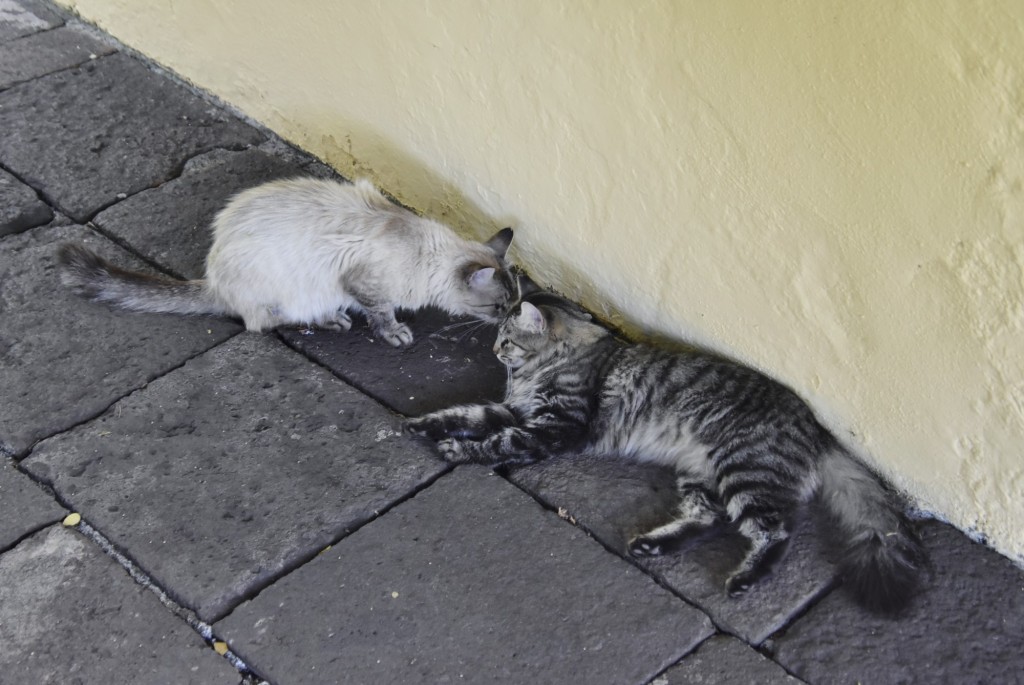 Foto: Jardín Sitio Litre - Puerto de la Cruz (Santa Cruz de Tenerife), España