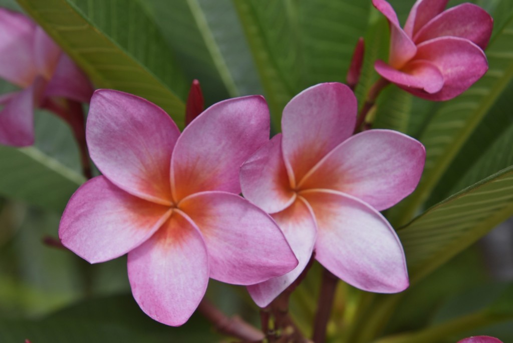 Foto: Jardín Sitio Litre - Puerto de la Cruz (Santa Cruz de Tenerife), España