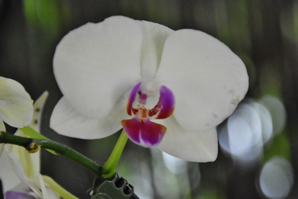 Foto: Jardín Sitio Litre - Puerto de la Cruz (Santa Cruz de Tenerife), España