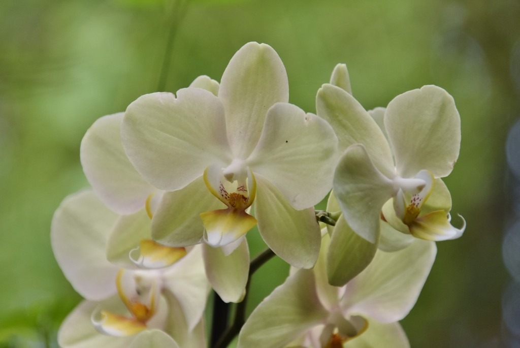 Foto: Jardín Sitio Litre - Puerto de la Cruz (Santa Cruz de Tenerife), España