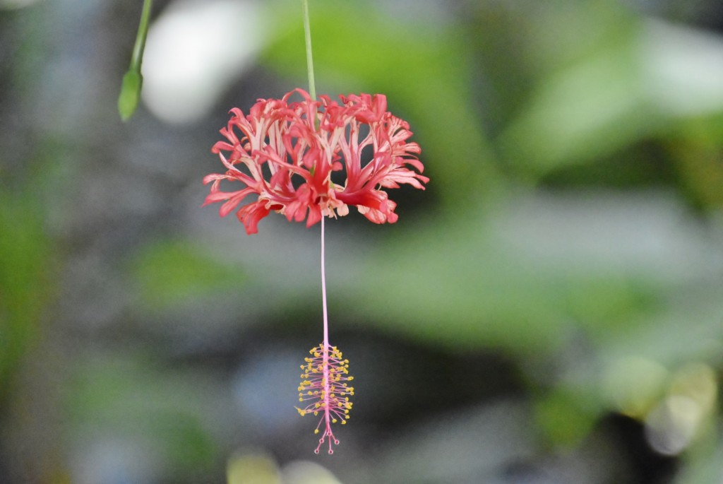 Foto: Jardín botánico - Puerto de la Cruz (Santa Cruz de Tenerife), España