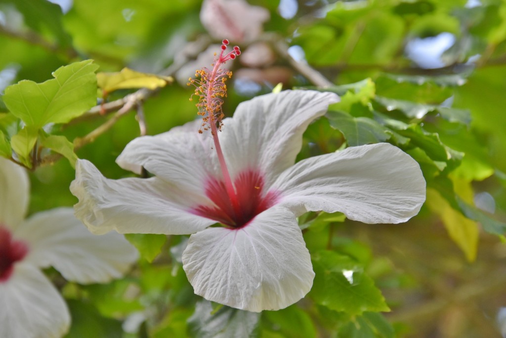 Foto: Jardín botánico - Puerto de la Cruz (Santa Cruz de Tenerife), España