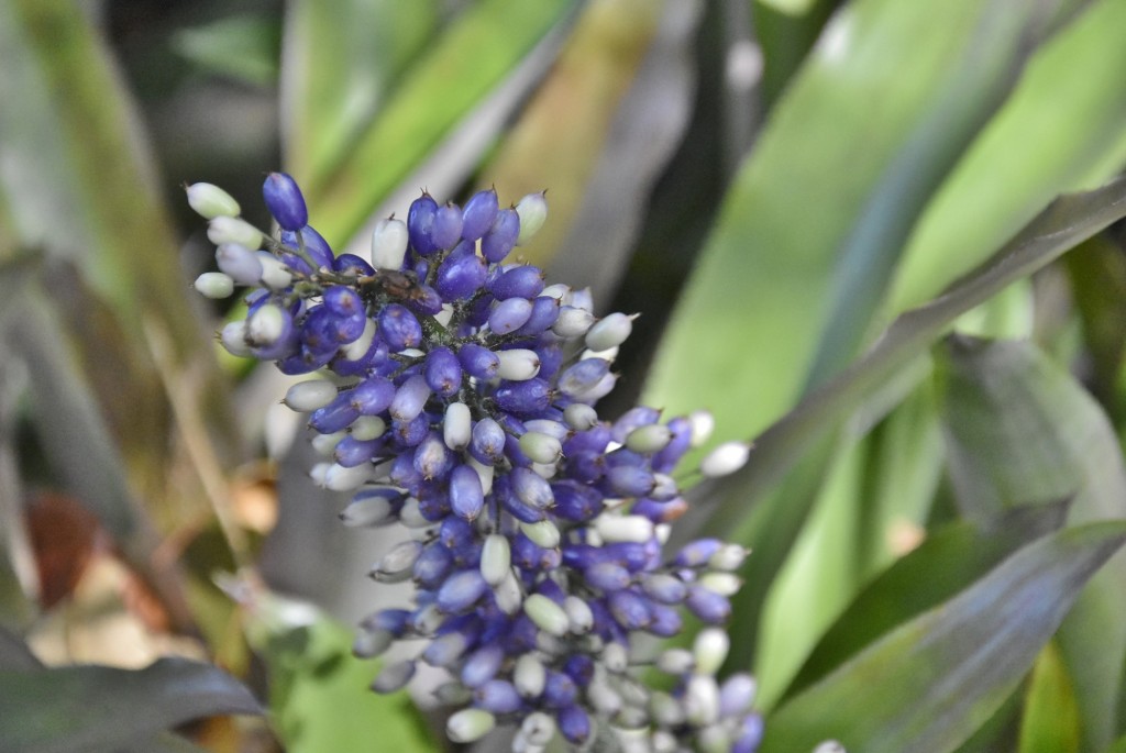 Foto: Jardín botánico - Puerto de la Cruz (Santa Cruz de Tenerife), España