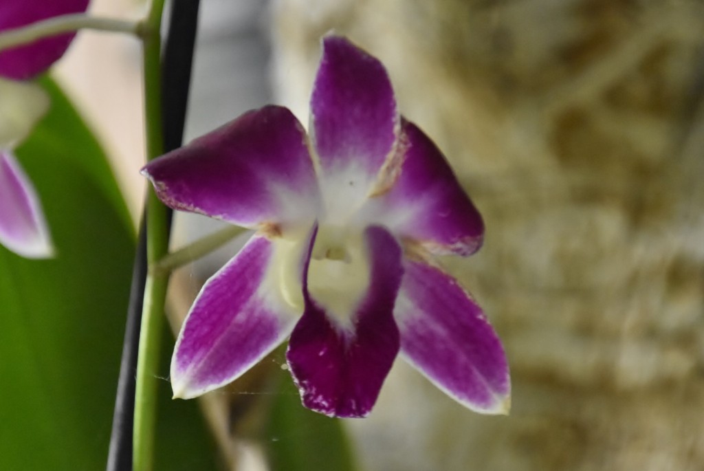 Foto: Jardín Sitio Litre - Puerto de la Cruz (Santa Cruz de Tenerife), España
