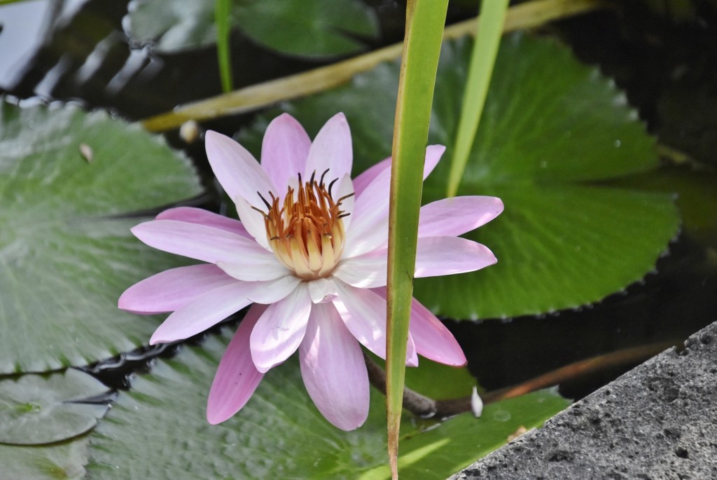 Foto: Jardín botánico - Puerto de la Cruz (Santa Cruz de Tenerife), España