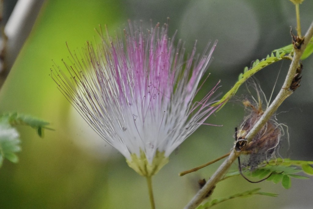 Foto: Jardín botánico - Puerto de la Cruz (Santa Cruz de Tenerife), España
