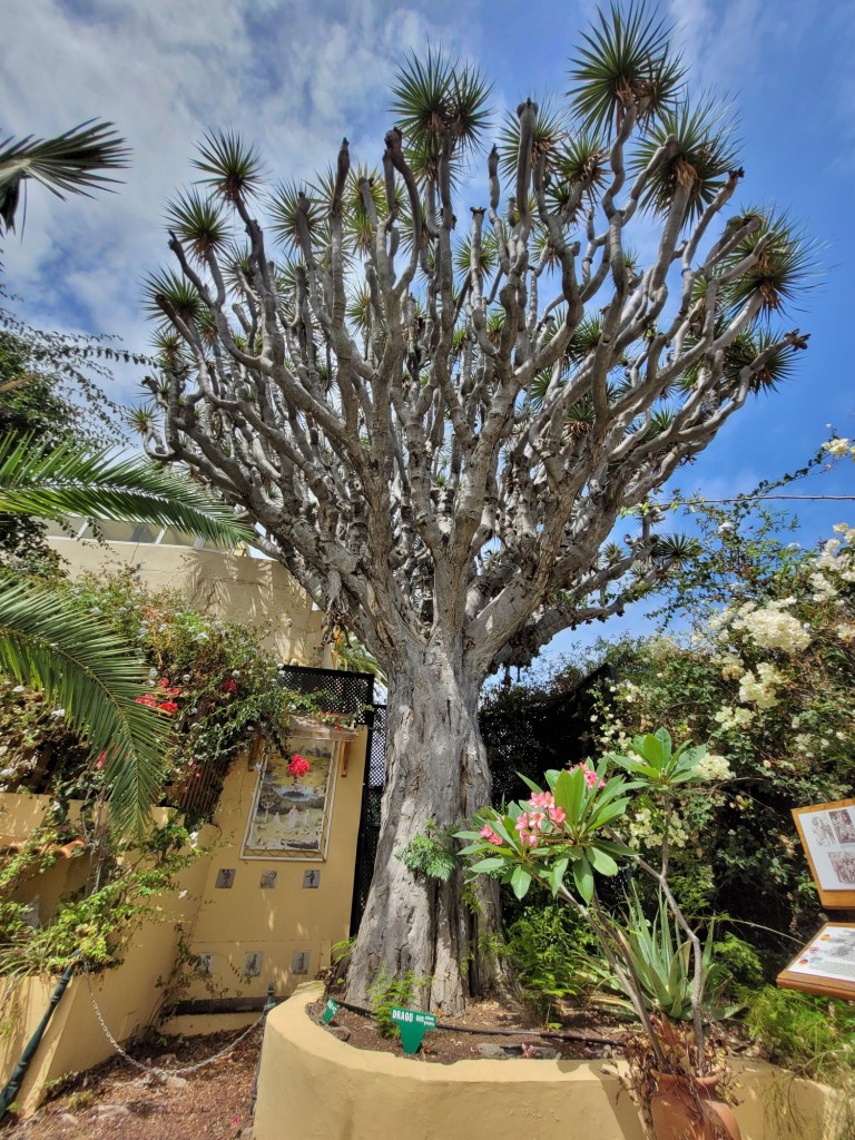 Foto: Jardín Sitio Litre - Puerto de la Cruz (Santa Cruz de Tenerife), España