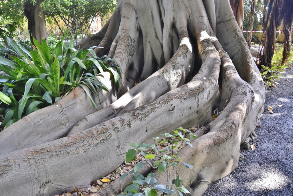 Foto: Jardín botánico - Puerto de la Cruz (Santa Cruz de Tenerife), España