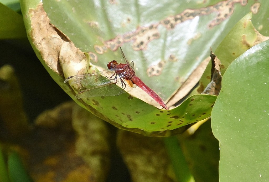 Foto: Jardín Sitio Litre - Puerto de la Cruz (Santa Cruz de Tenerife), España