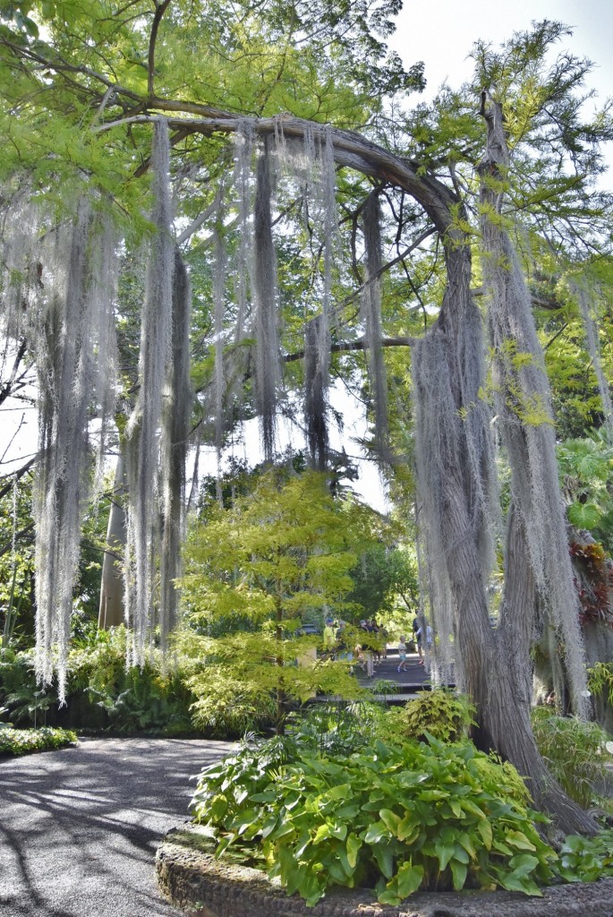 Foto: Jardín botánico - Puerto de la Cruz (Santa Cruz de Tenerife), España