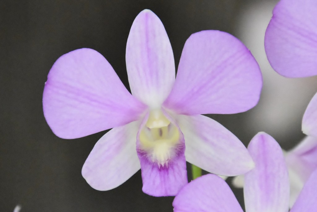 Foto: Jardín Sitio Litre - Puerto de la Cruz (Santa Cruz de Tenerife), España