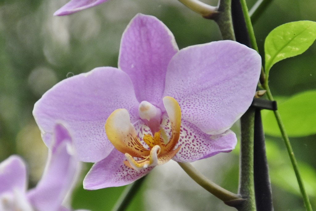 Foto: Jardín Sitio Litre - Puerto de la Cruz (Santa Cruz de Tenerife), España